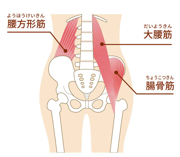ポッコリお腹や腰痛の原因かも？プロが教える「腸腰筋」を整えるメリット/下松/整骨院/整体/腰痛